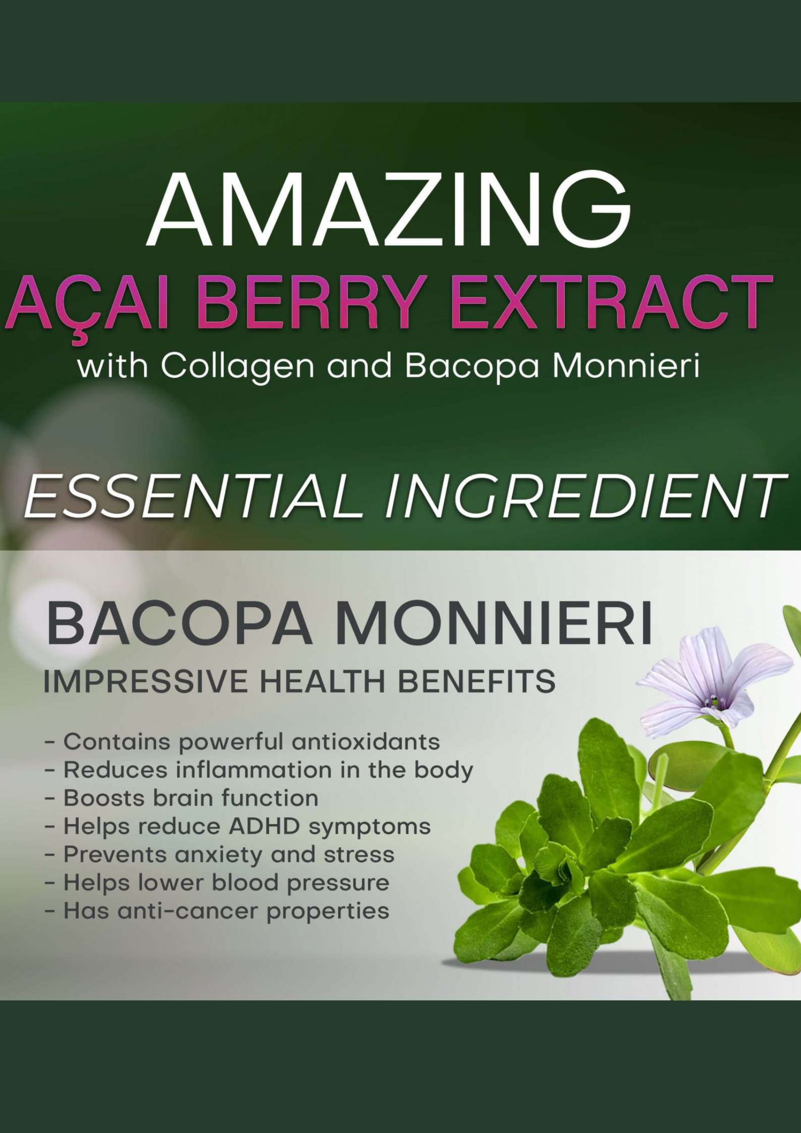 Bacopa Monnieri Ingredient